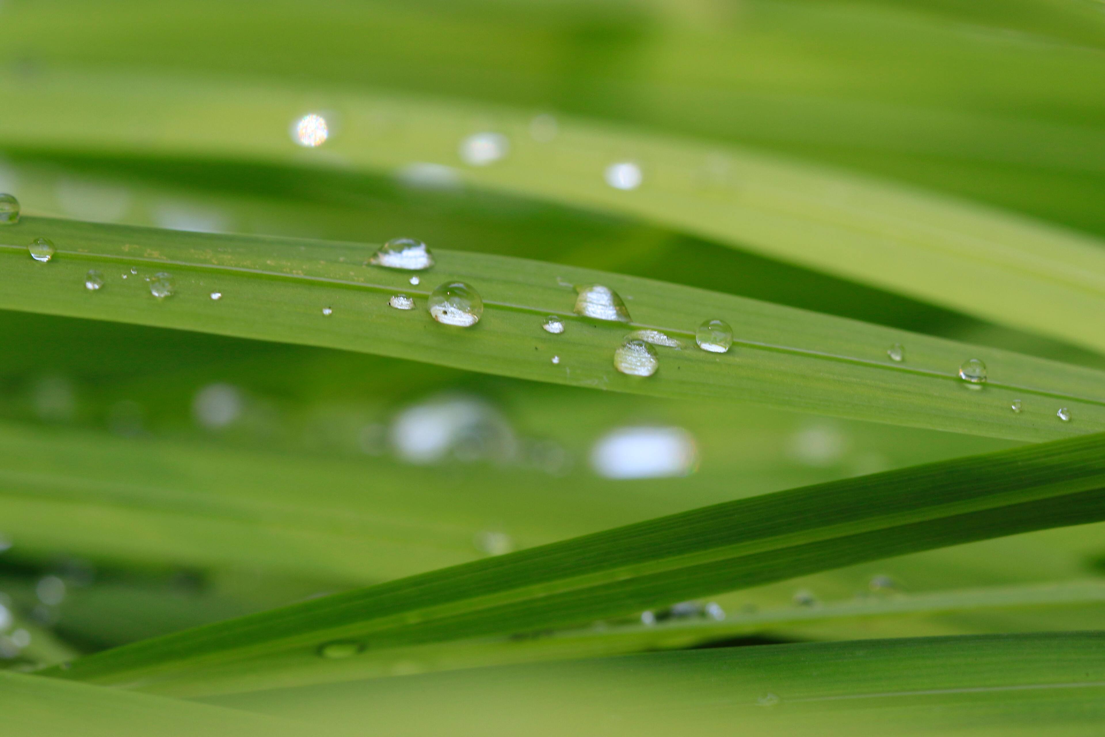 Water Drops, click to load a larger version