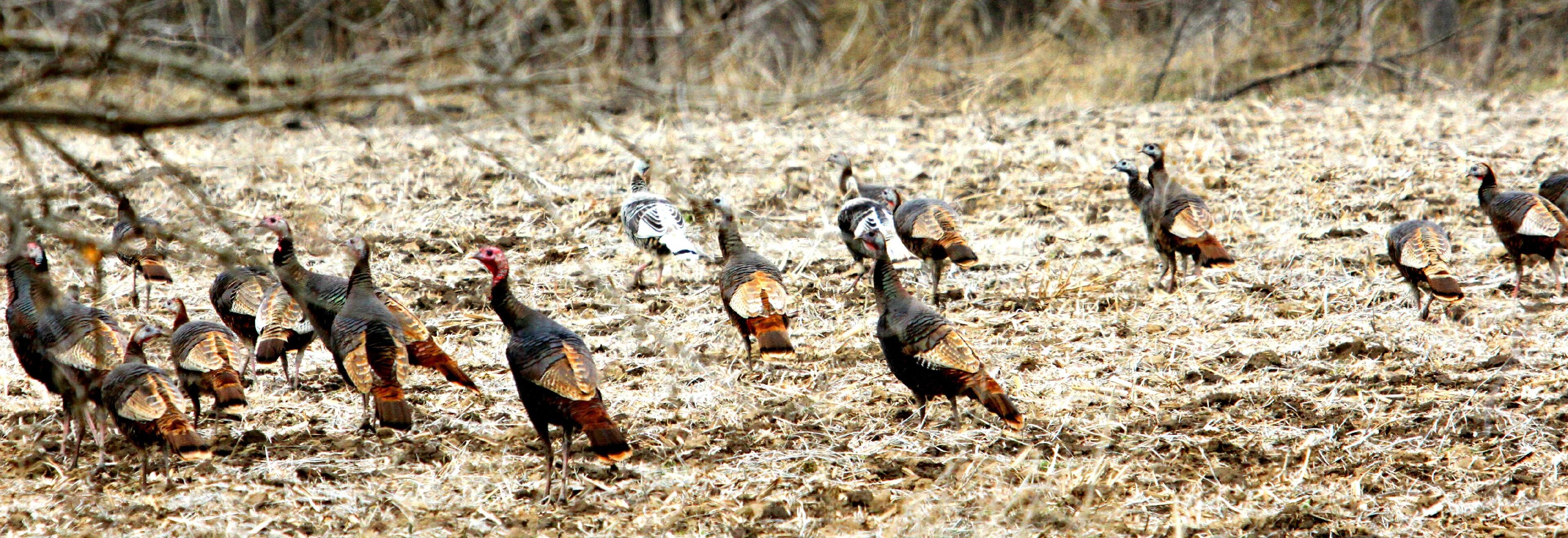 wild turkeys across the river, click to load a larger version