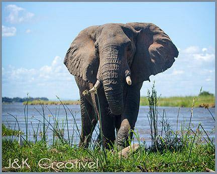 Elephant on the Zambezi River in Zambia, click to load a larger version