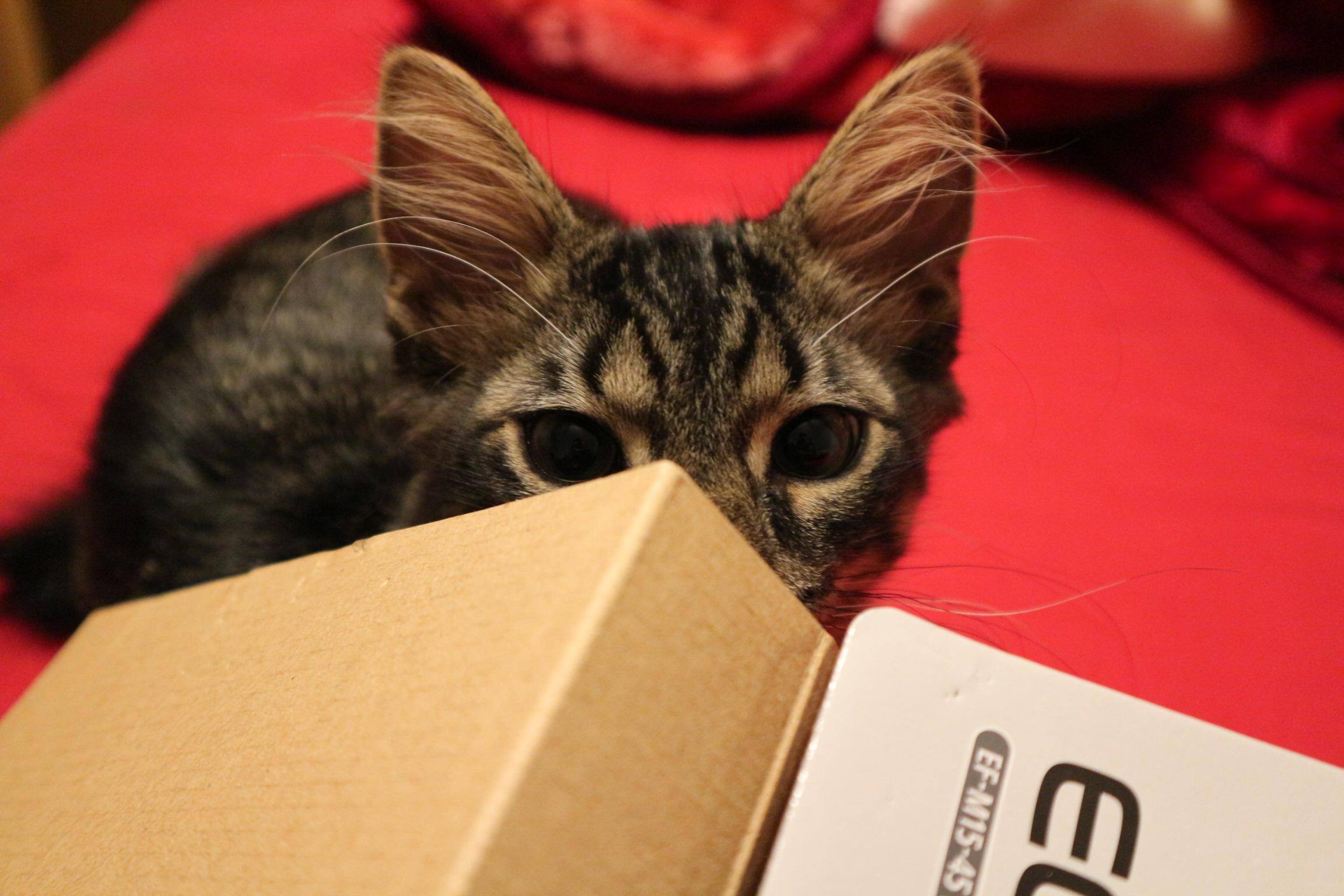 Up Close, click to load a larger version