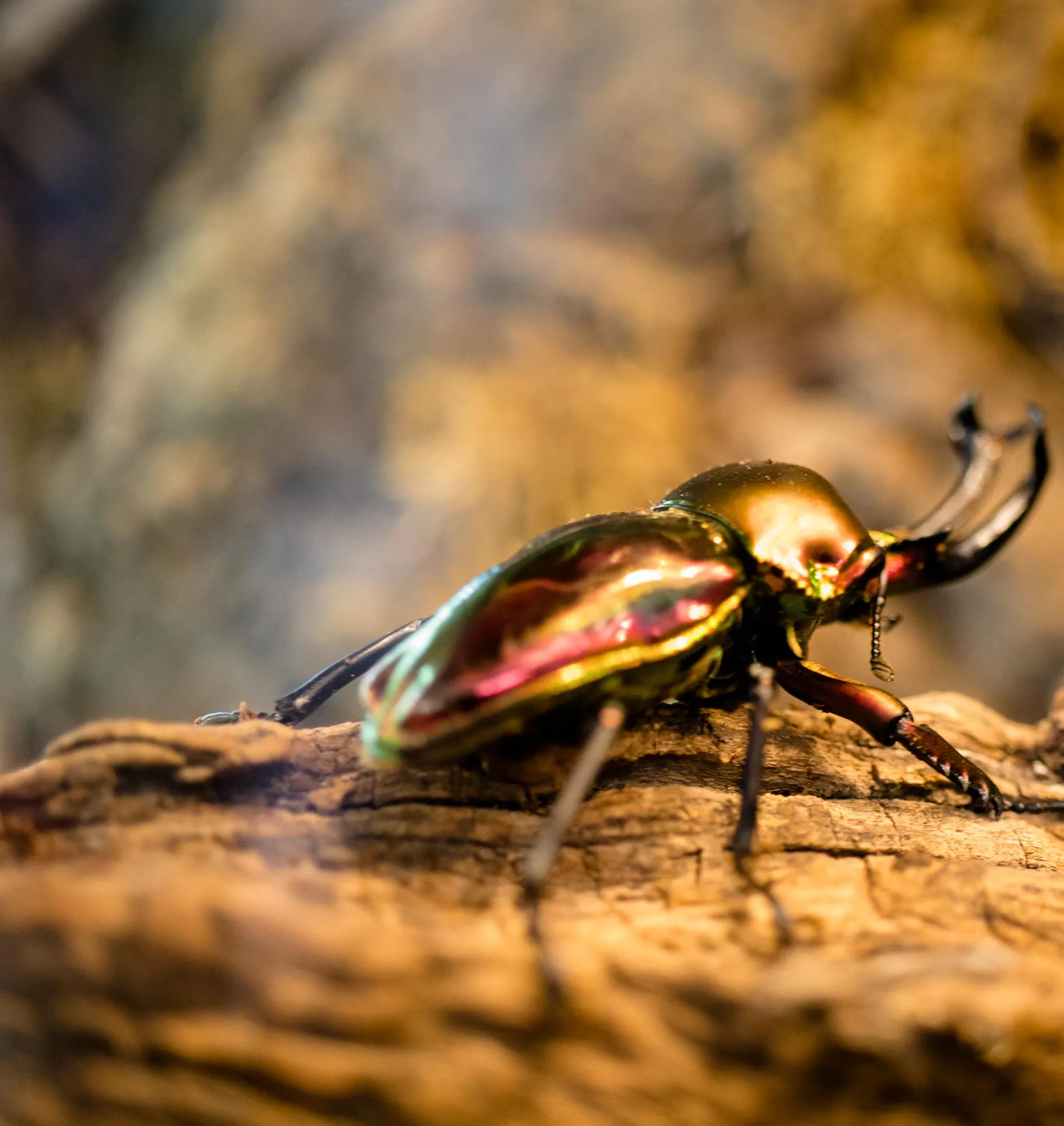 Canon 80D, 35mm Macro EF-S, f/2.8, ISO 640, 1/60, click to load a larger version