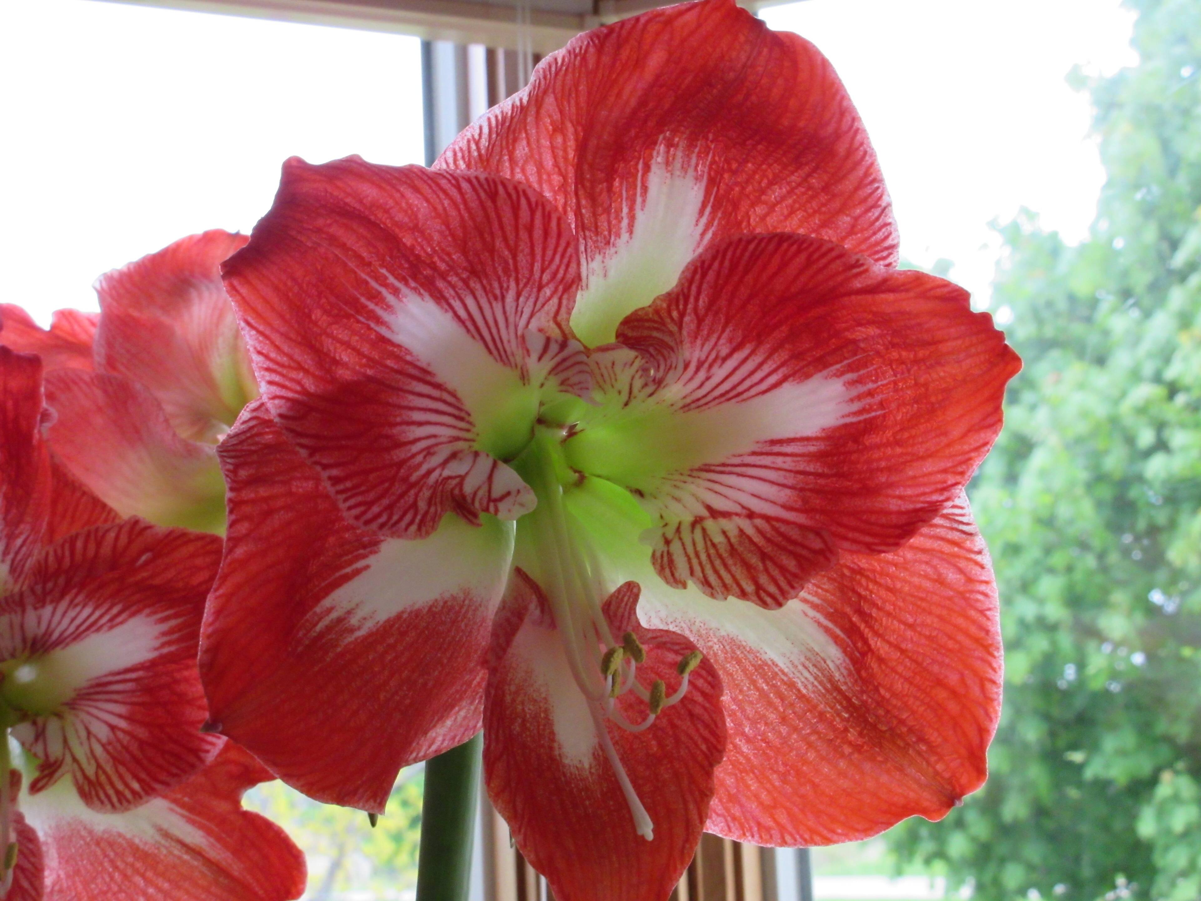 amarylis, click to load a larger version