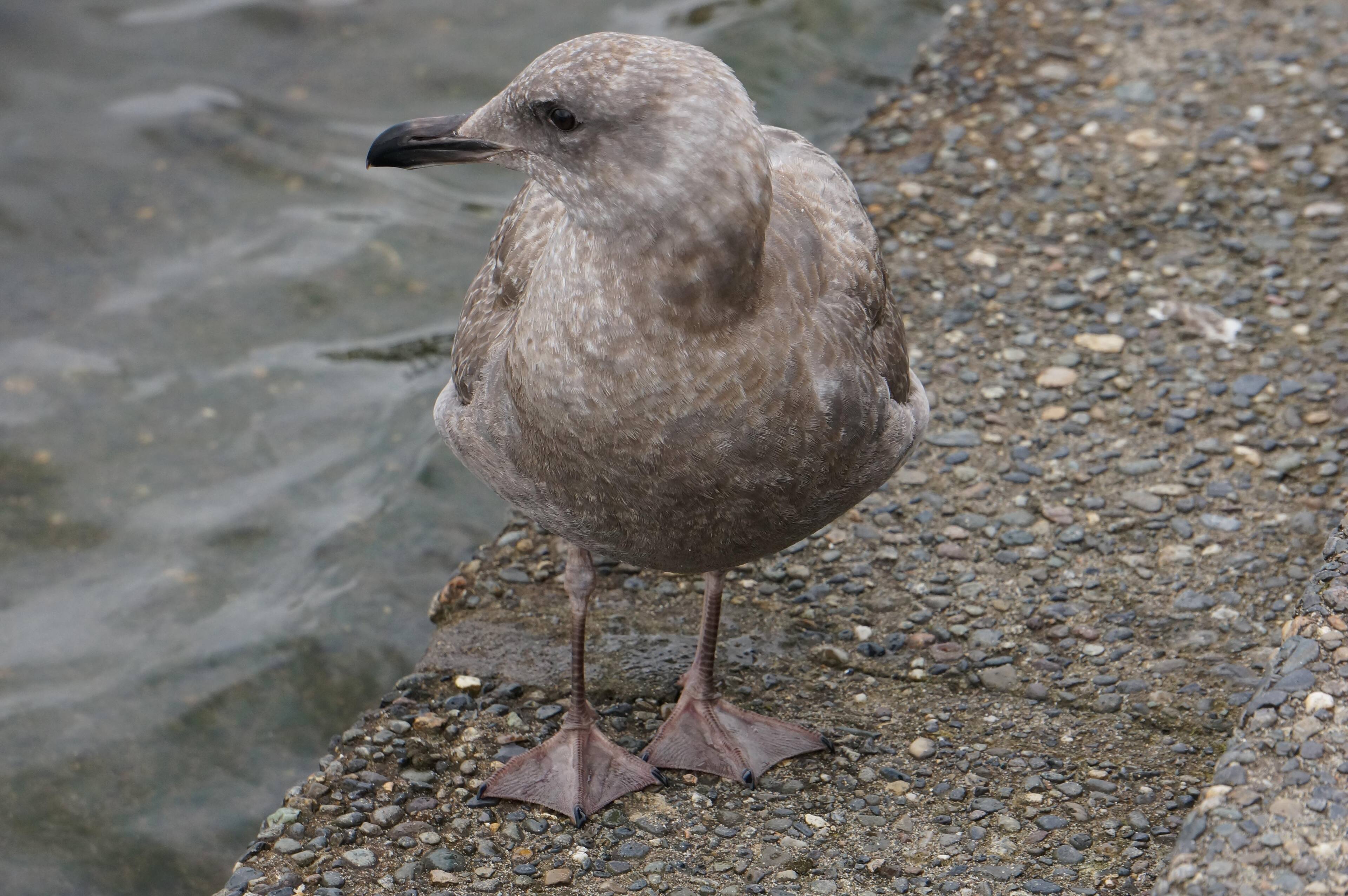 Shot with Sony Nex-6 and 55-210mm lens, standing close to gull., click to load a larger version