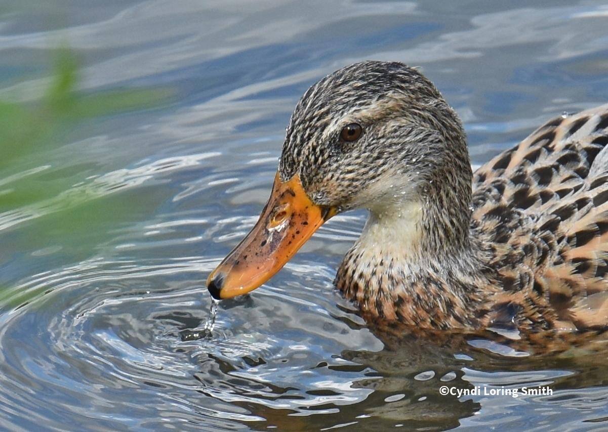 This little lady was dunking for lunch!, click to load a larger version
