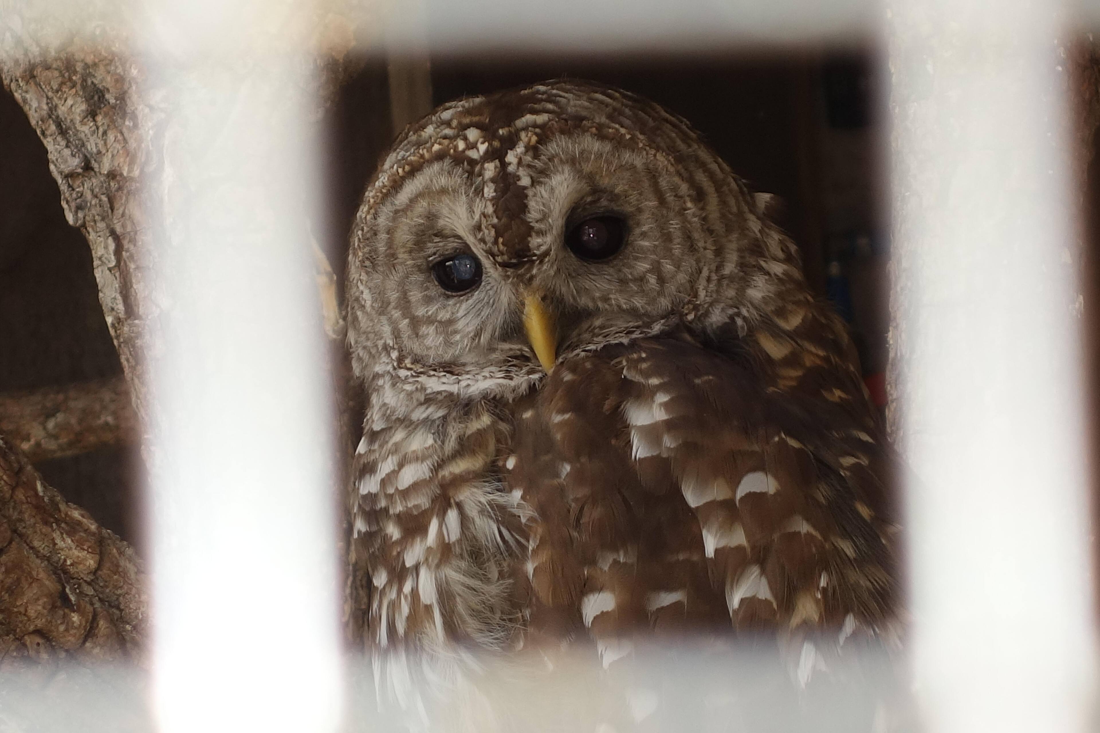 Manual focus ring, click to load a larger version