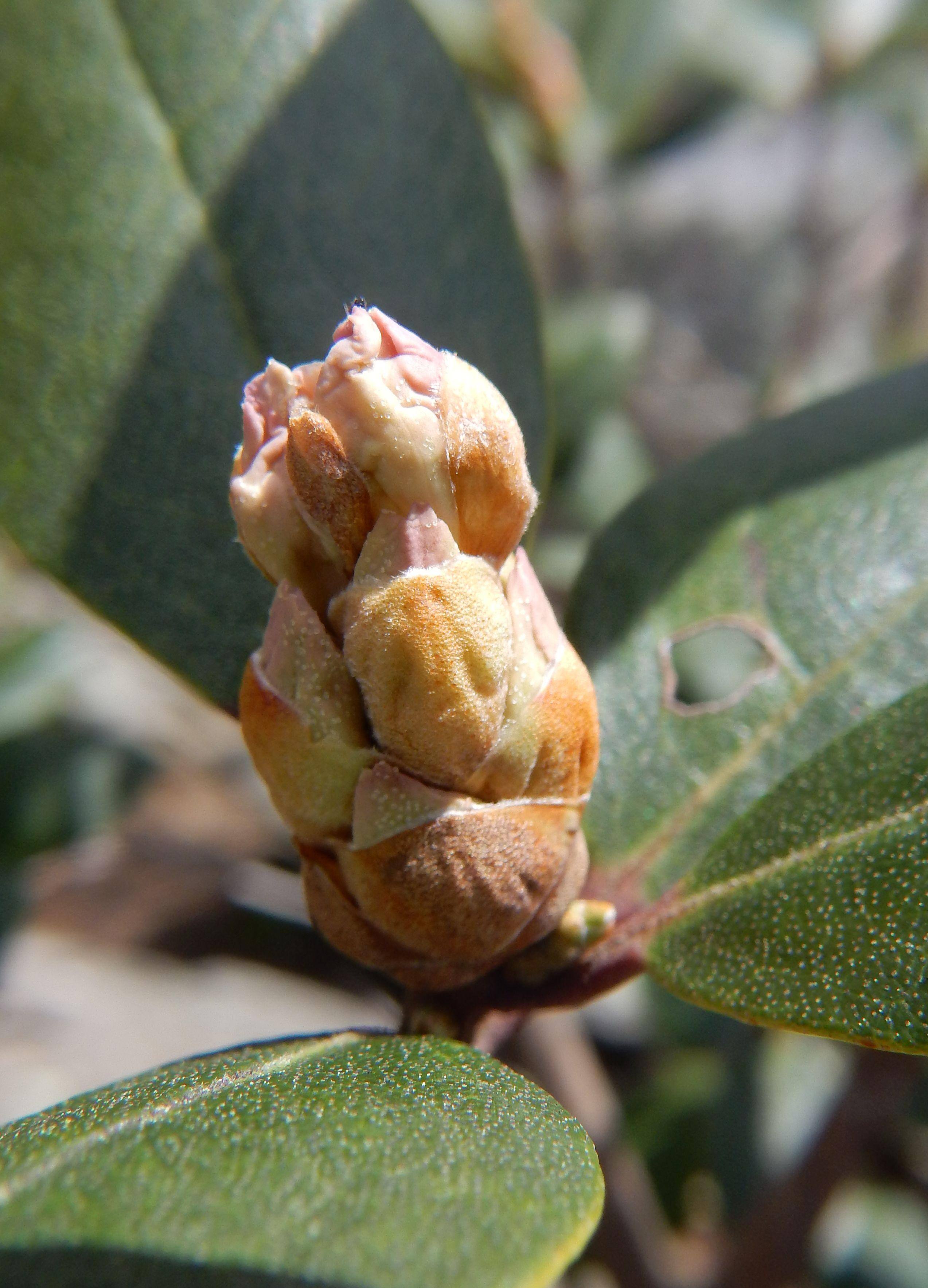Rhododendron buds, click to load a larger version