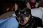 Our dog Demon, click to load a larger version