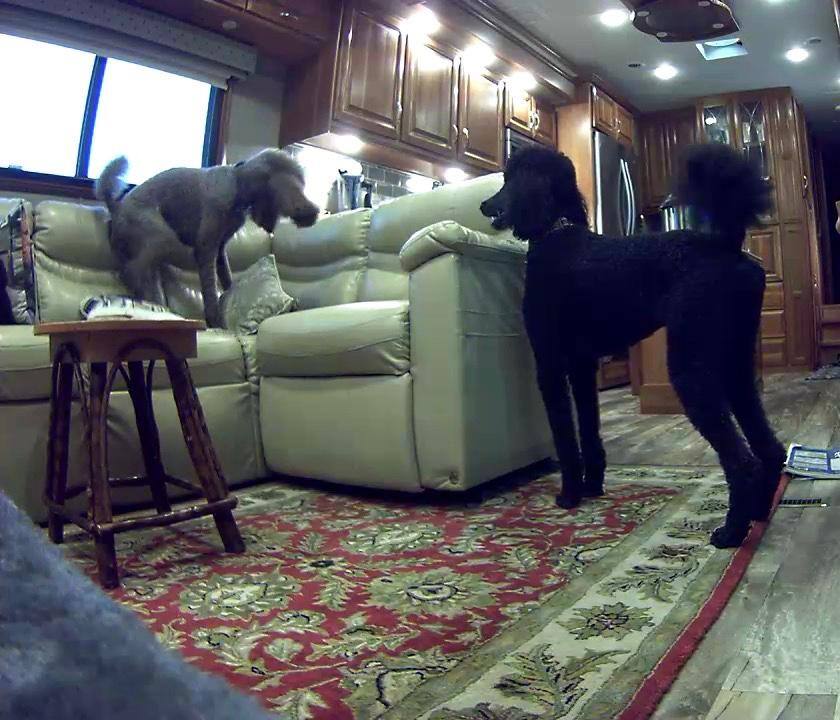 so this is what they do when I am away!, click to load a larger version