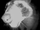 Raccoon, night vision, close up, click to load a larger version