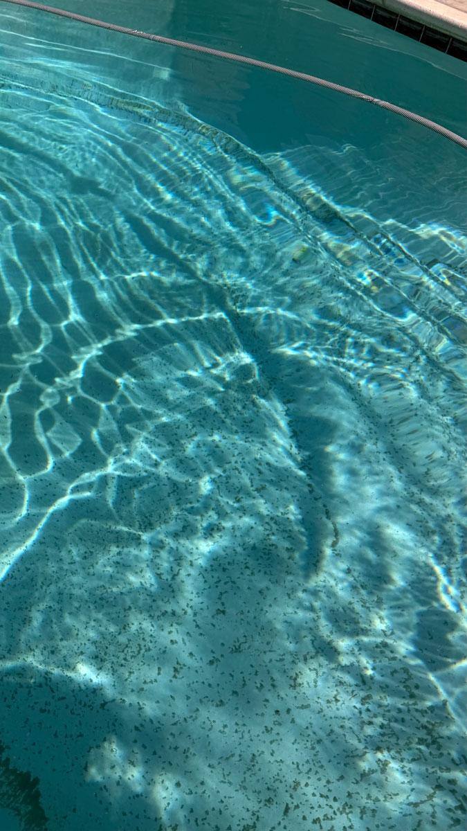 dirty pool, click to load a larger version