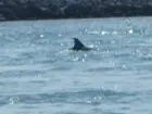 Dolphin in Indian River, click to load a larger version