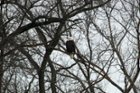 Bald Eagle Perched, click to load a larger version