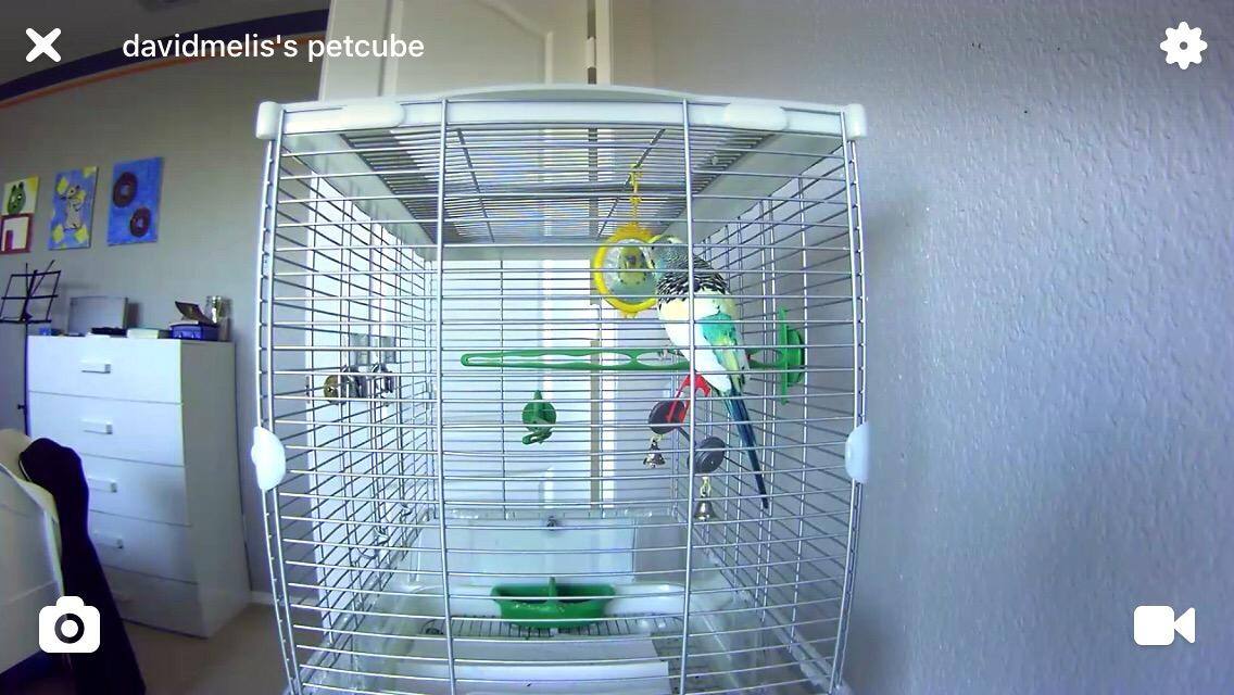 Screen shot of the camera view from my son's phone., click to load a larger version