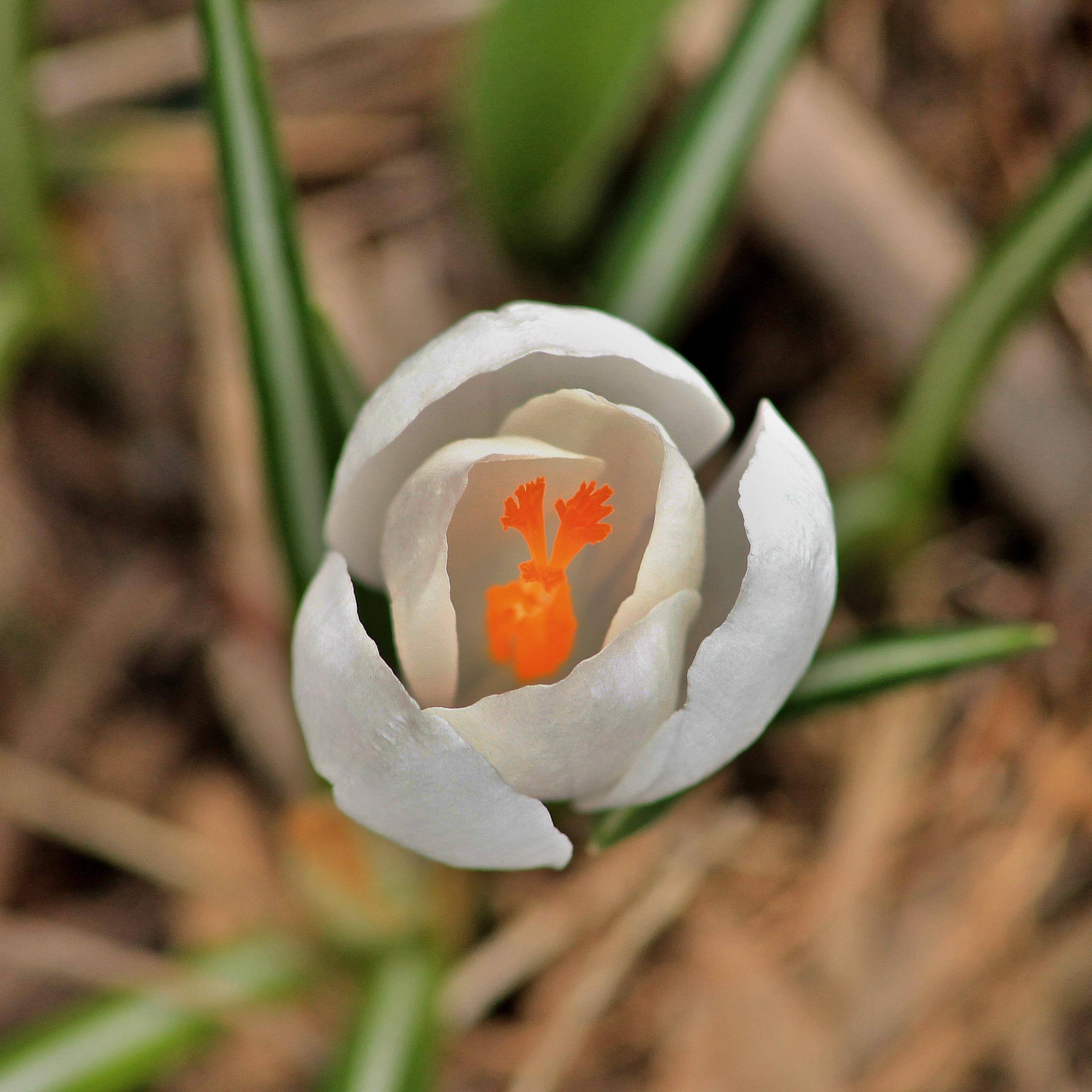 crocus (at 190mm), click to load a larger version