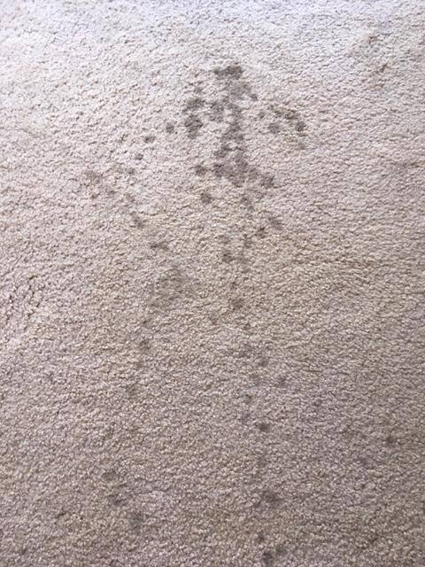 BEFORE Carpet Stains... ., click to load a larger version