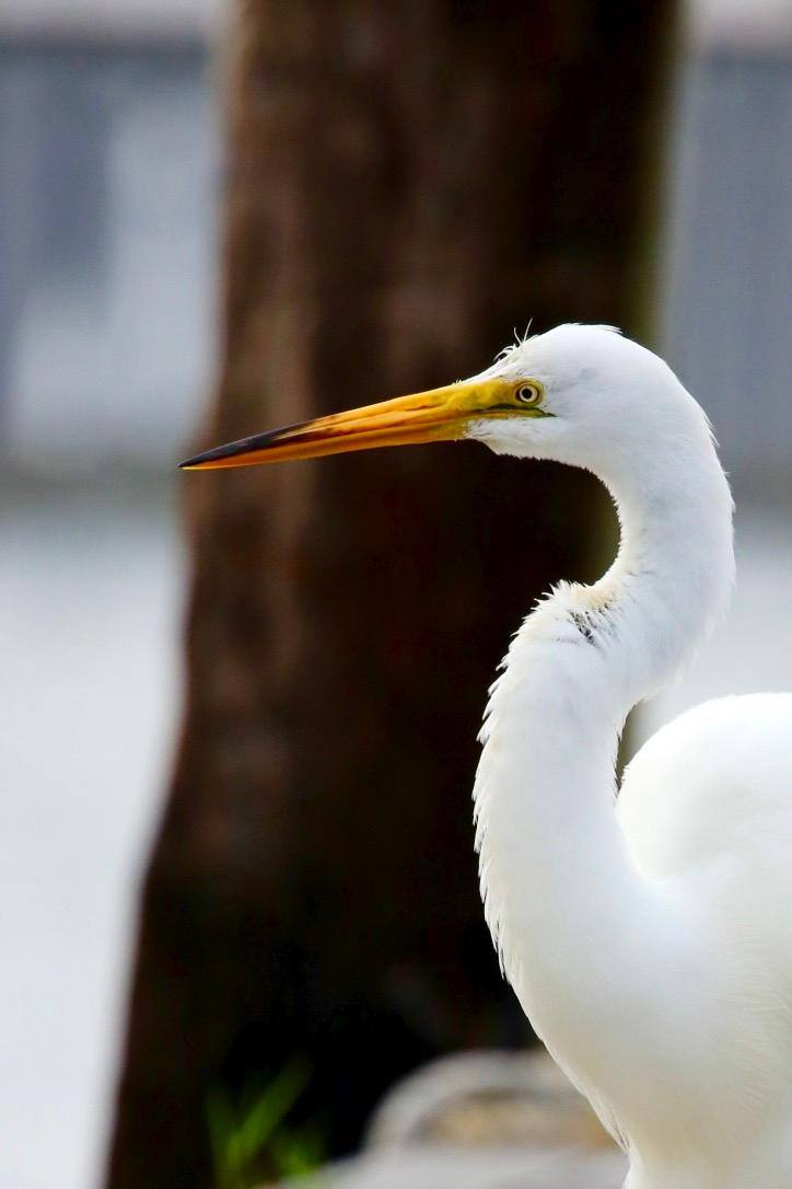 heron in front of the deck, click to load a larger version