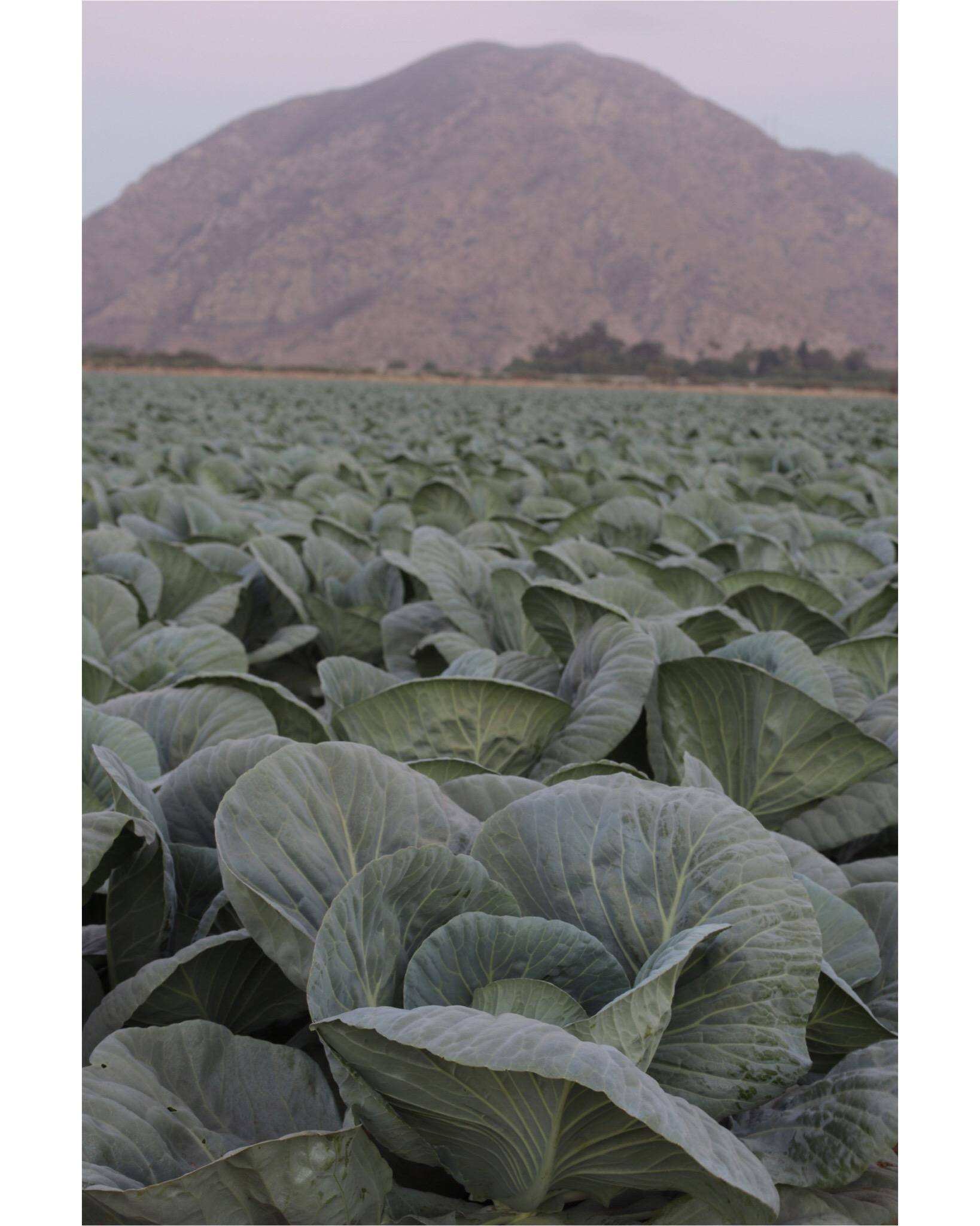 Taken with 50mm F/2.8 canon macro lens, click to load a larger version