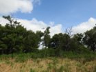 Arrow points to bird at 1x, click to load a larger version