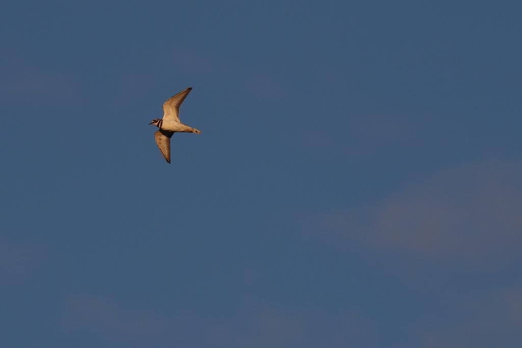 Small bird tracked flawlessly, click to load a larger version