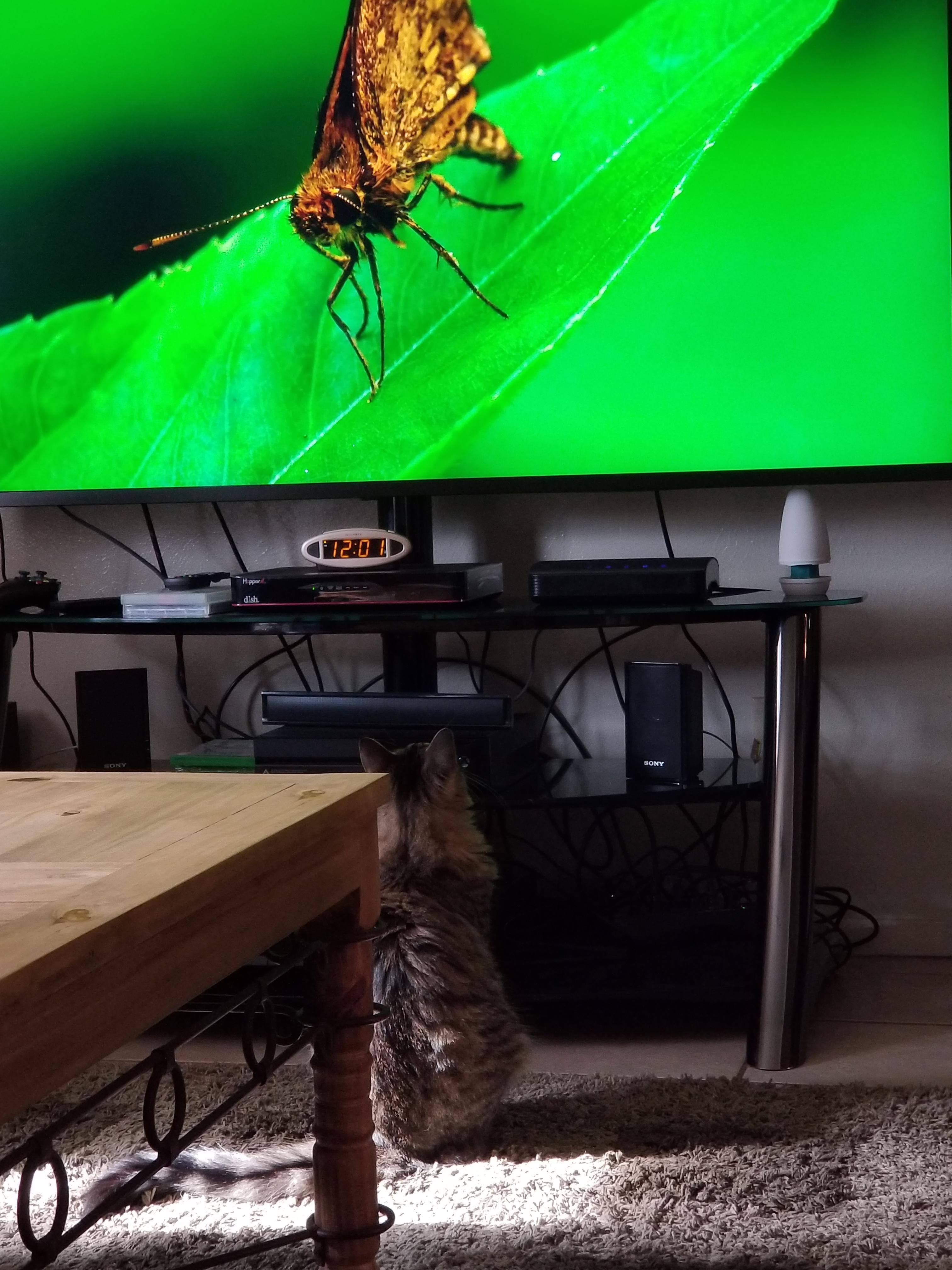 Cat watching, click to load a larger version