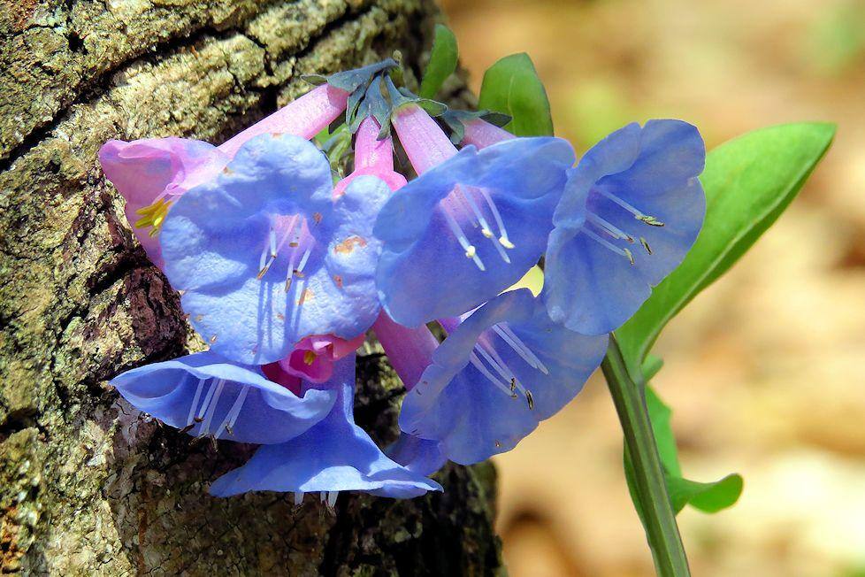 Spring Bluebells, click to load a larger version