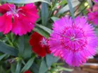 closeup of flowers, click to load a larger version