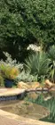The speaker is hidden behind the pointy plant, click to load a larger version