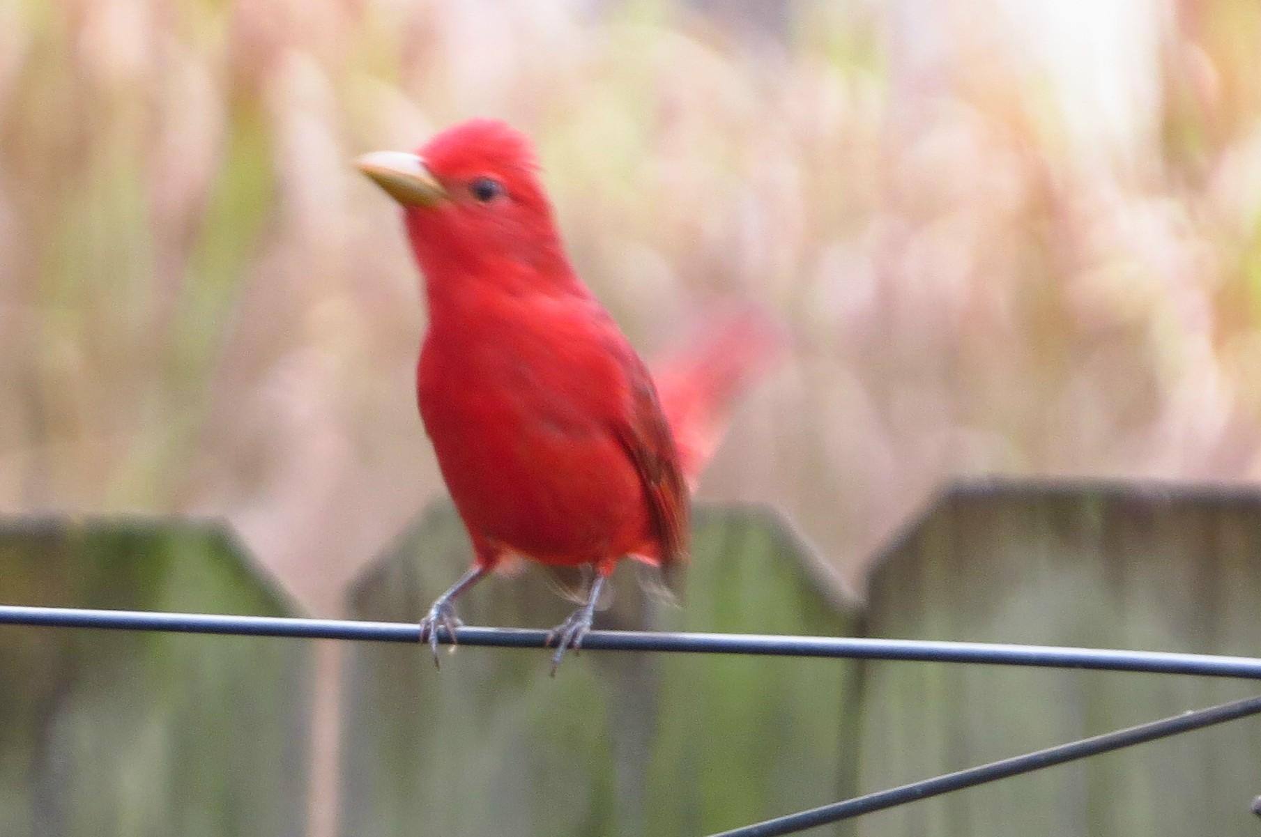 summer is here, click to load a larger version