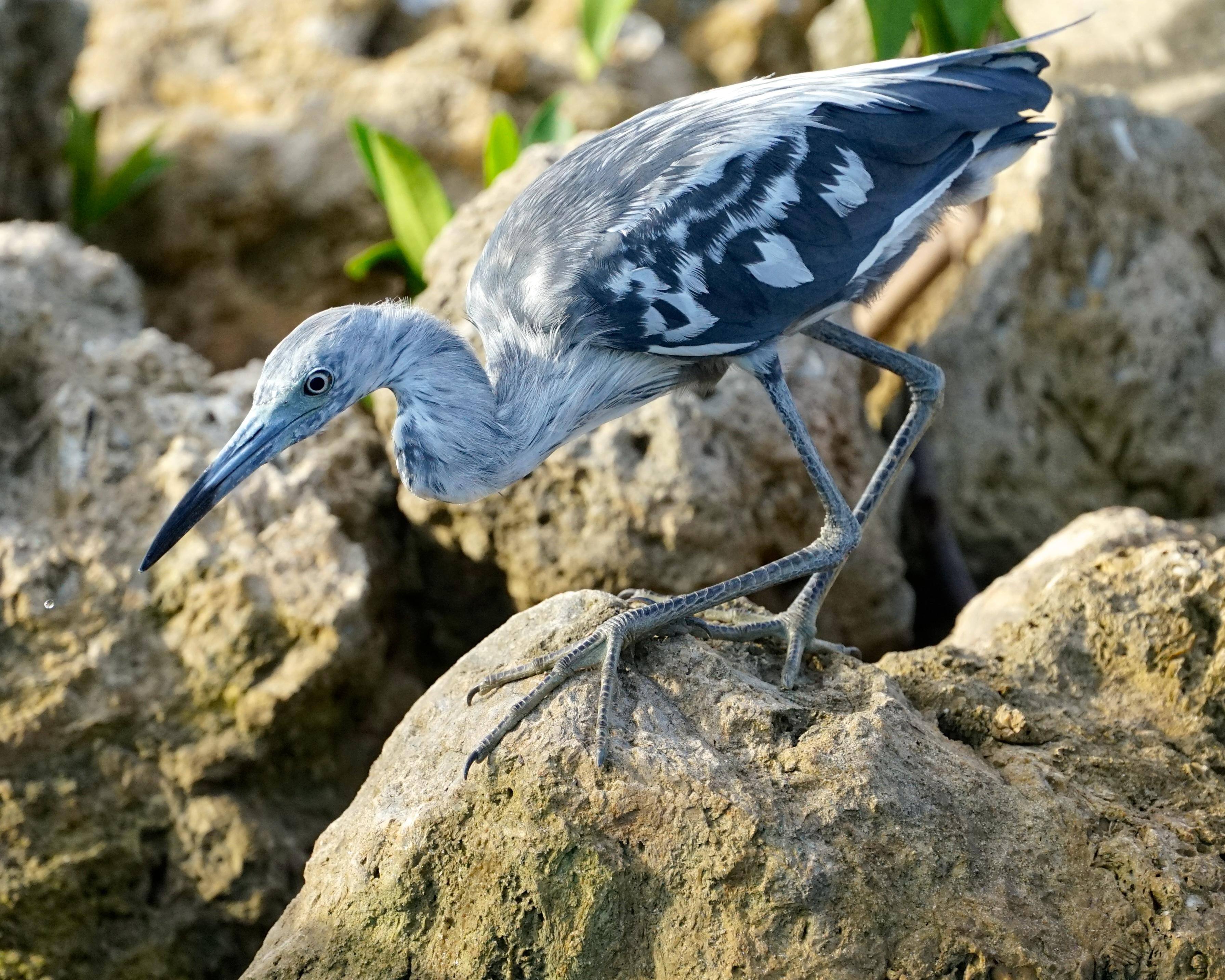 dinner time..., click to load a larger version