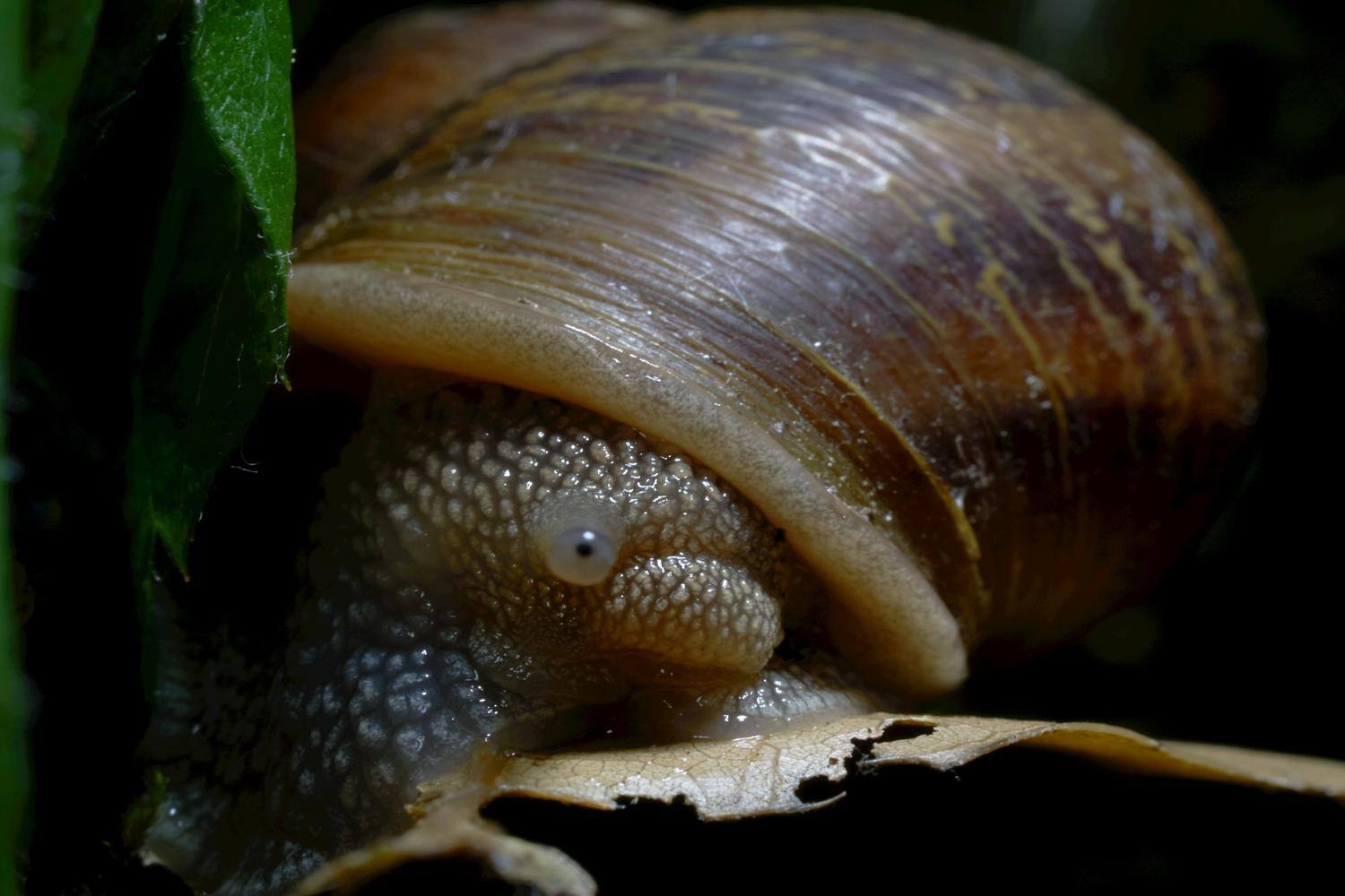 snail, click to load a larger version