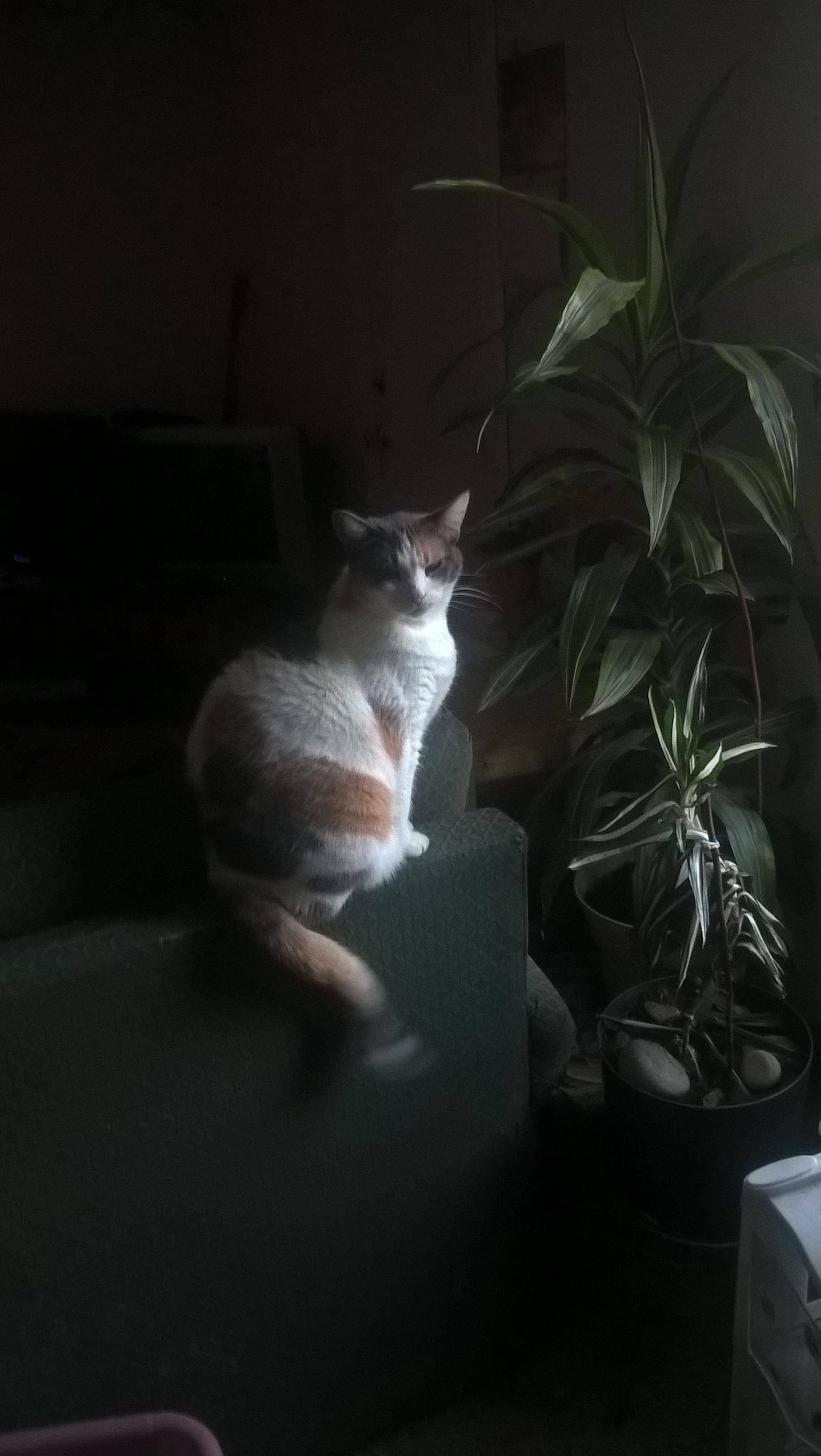 taken with the phone in question, click to load a larger version