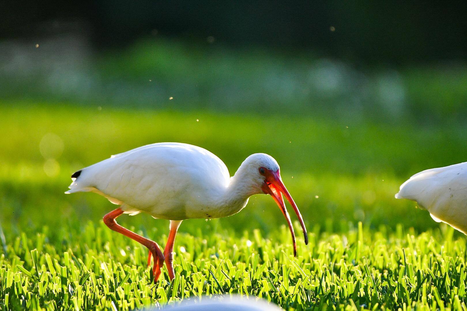 Shot with 500mm, click to load a larger version