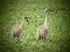 Sandhill Cranes, click to load a larger version