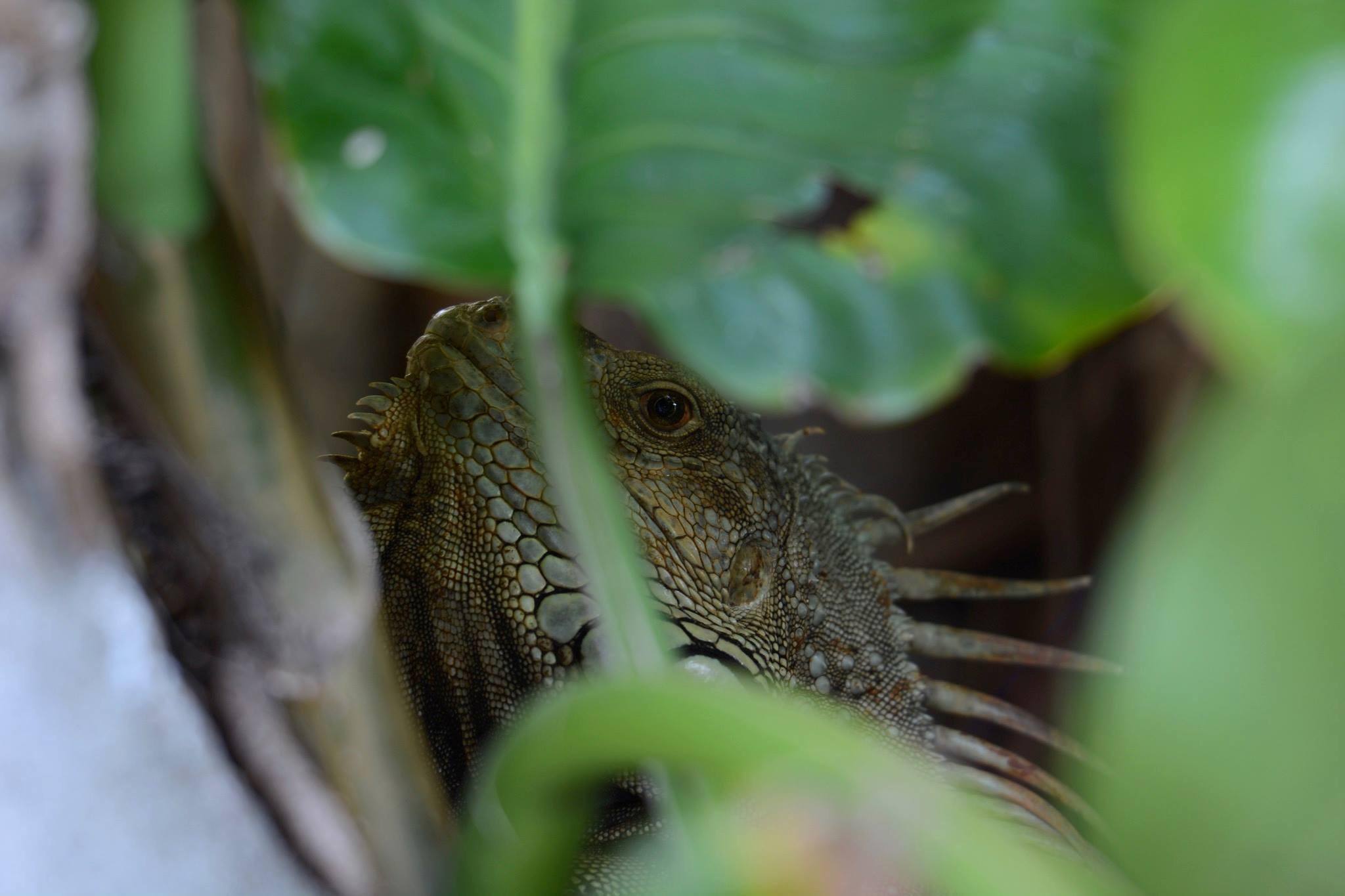 Shot handheld at f2.8 and its tack sharp and the bokeh is not bad either., click to load a larger version