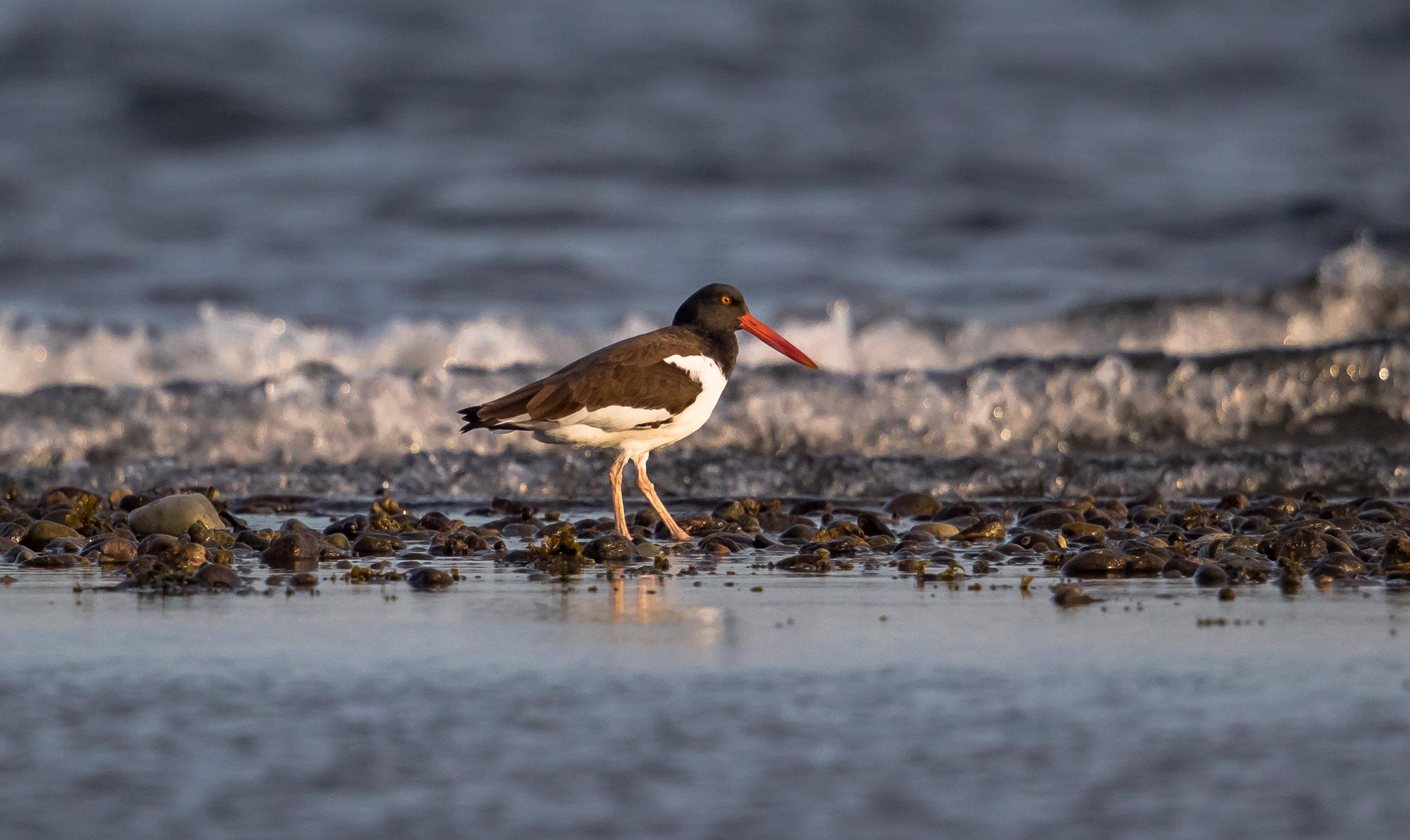 Oystercatcher, click to load a larger version