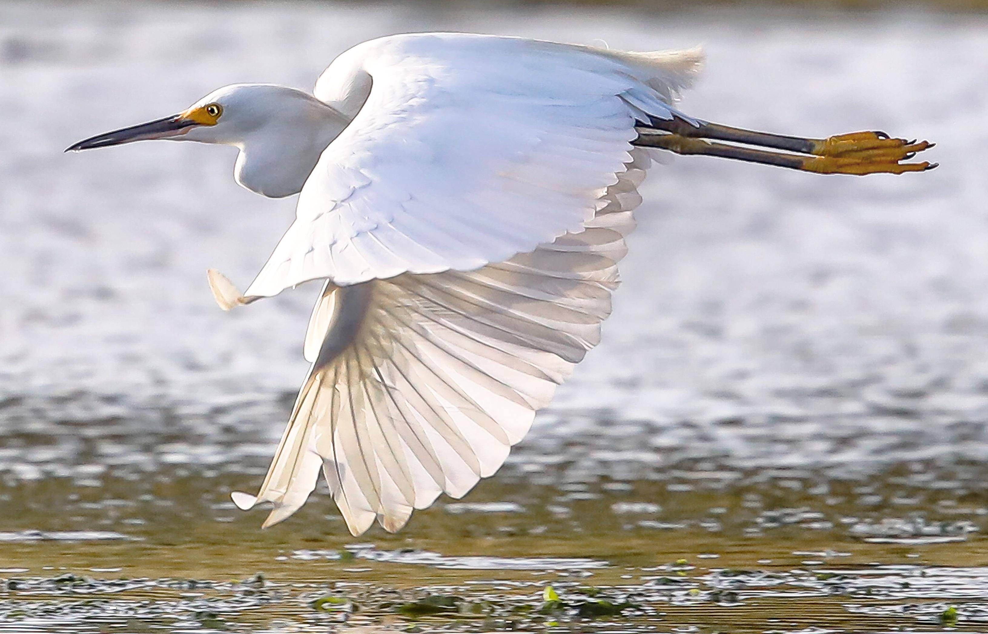 Great Eagret, click to load a larger version