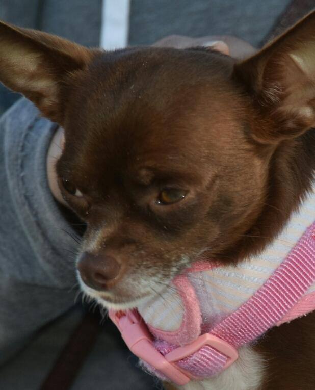 Penny, what a cutie!, click to load a larger version