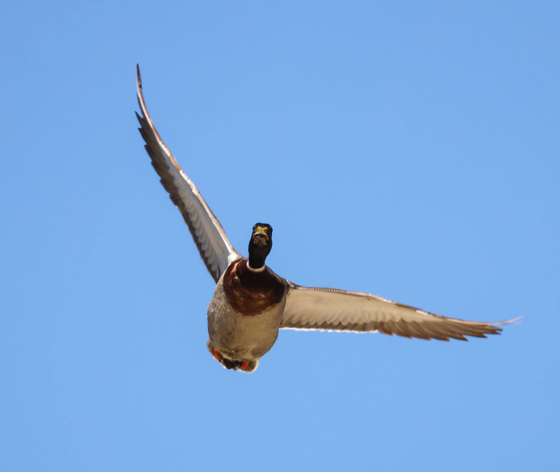 Mallard snapshot/focus very good, click to load a larger version