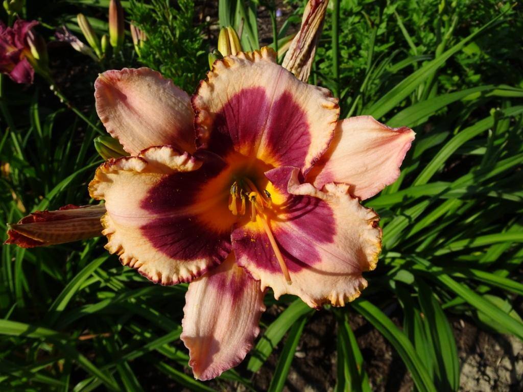 Daylily, click to load a larger version