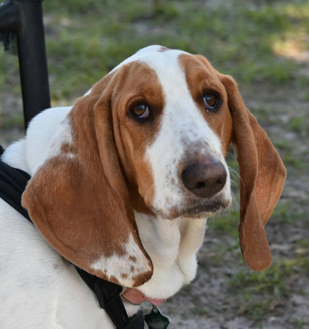 Hello Dixie!, click to load a larger version