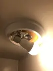 eufy Lumos Smart Bulb in a small, over-head light fixture. Works best when used in a lamp., click to load a larger version
