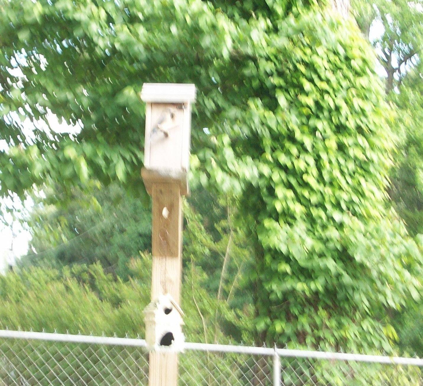 Mama Bluebird, click to load a larger version