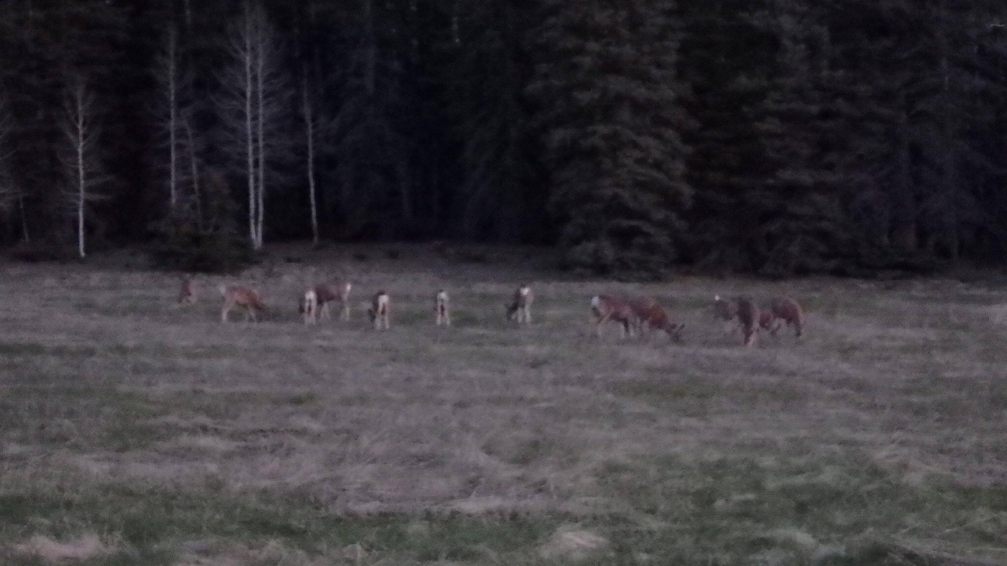 Low light pic, click to load a larger version