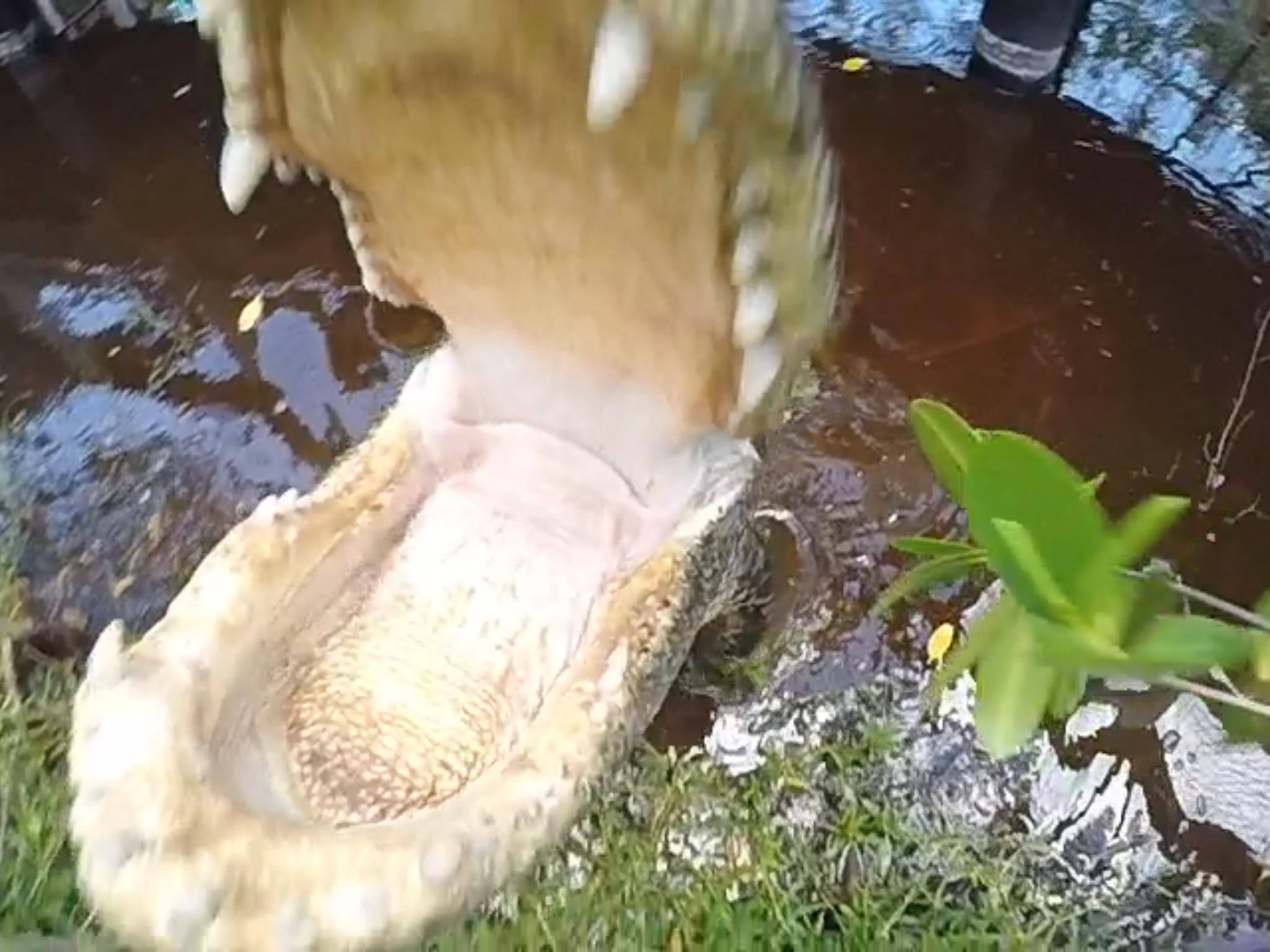 Picture taken with the Quick Pod and GoPro, click to load a larger version