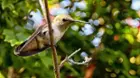 Hummingbird captured with the 28-300mm lense, click to load a larger version