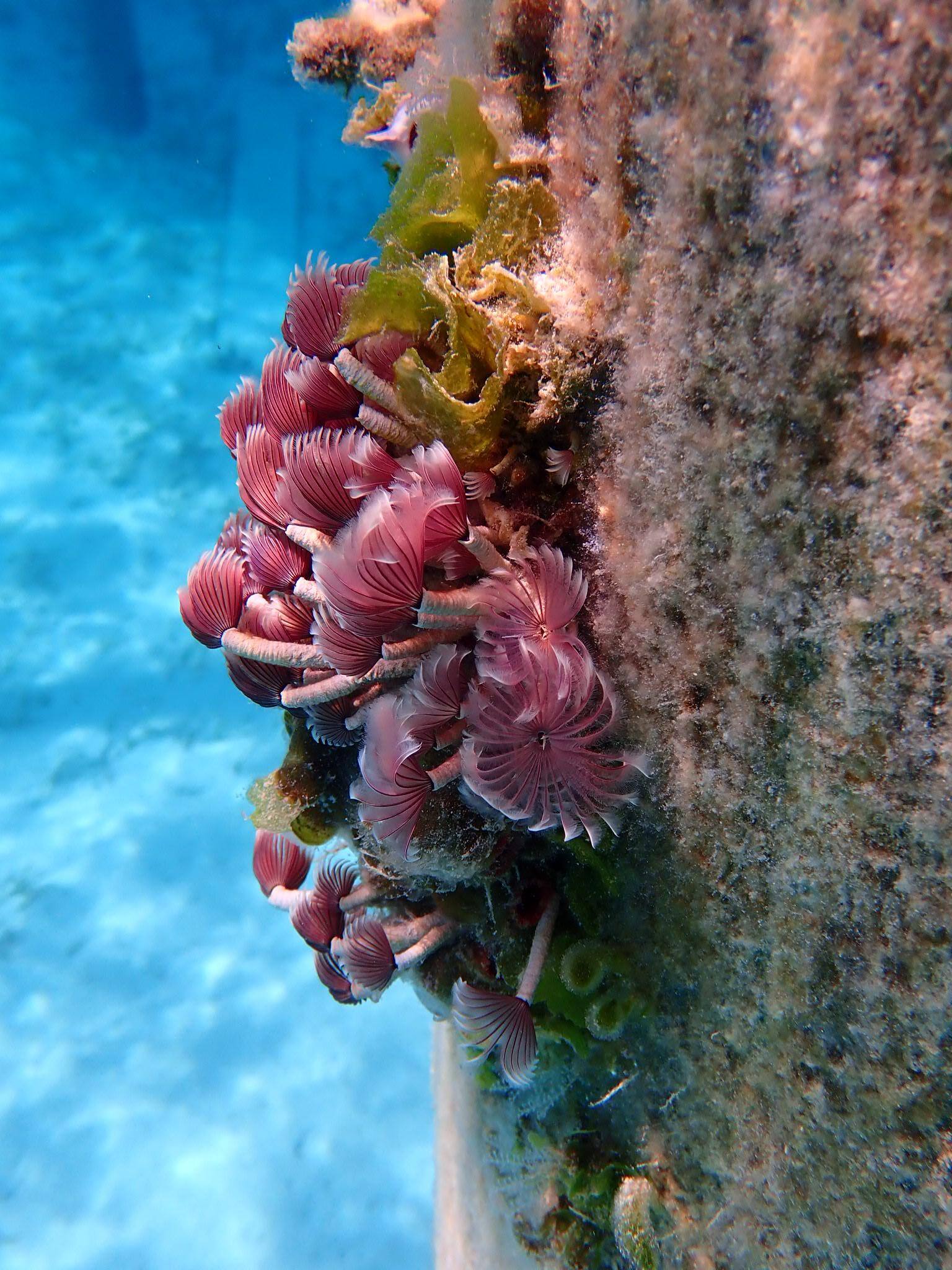 Picture taken underwater, click to load a larger version