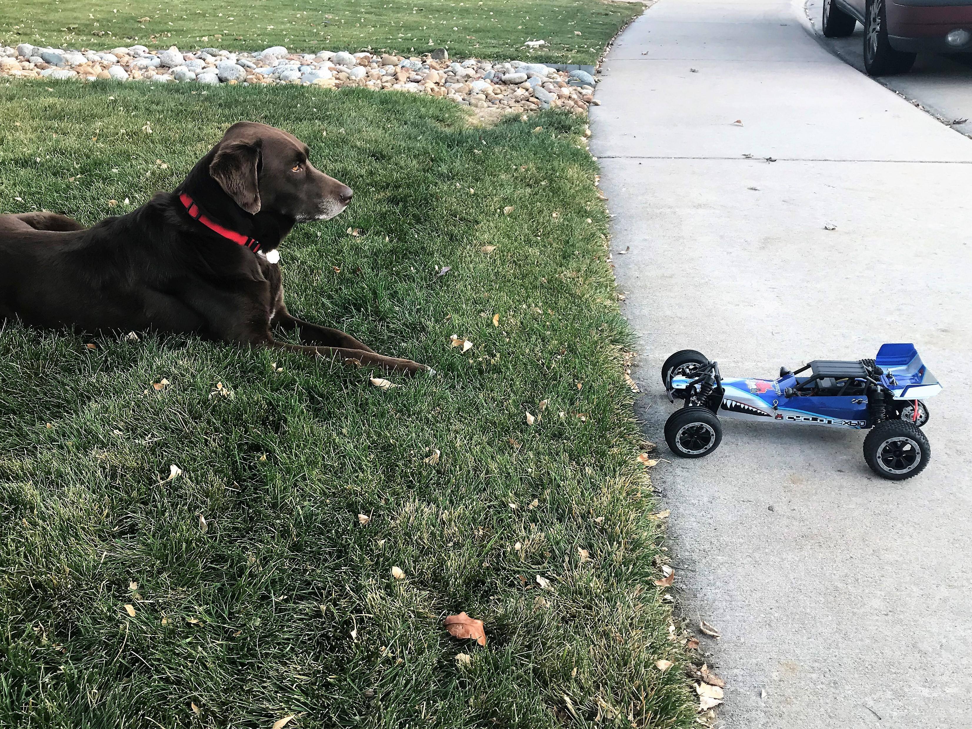 Gus was a little wary of the Red Cat, click to load a larger version