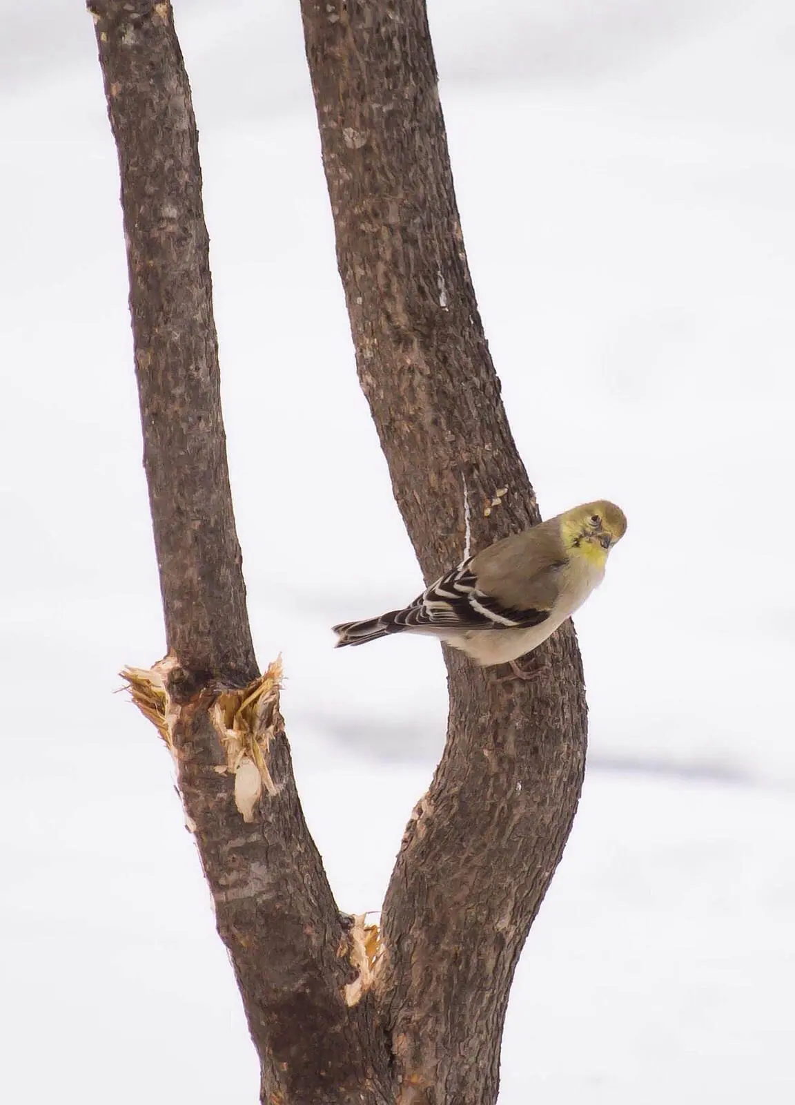 Shot with d610 using nikkor 55-200mm VR lens, click to load a larger version