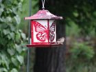 Zoomed across yard to bird feeder, click to load a larger version