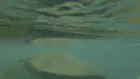 Sea turtle - murky water, click to load a larger version